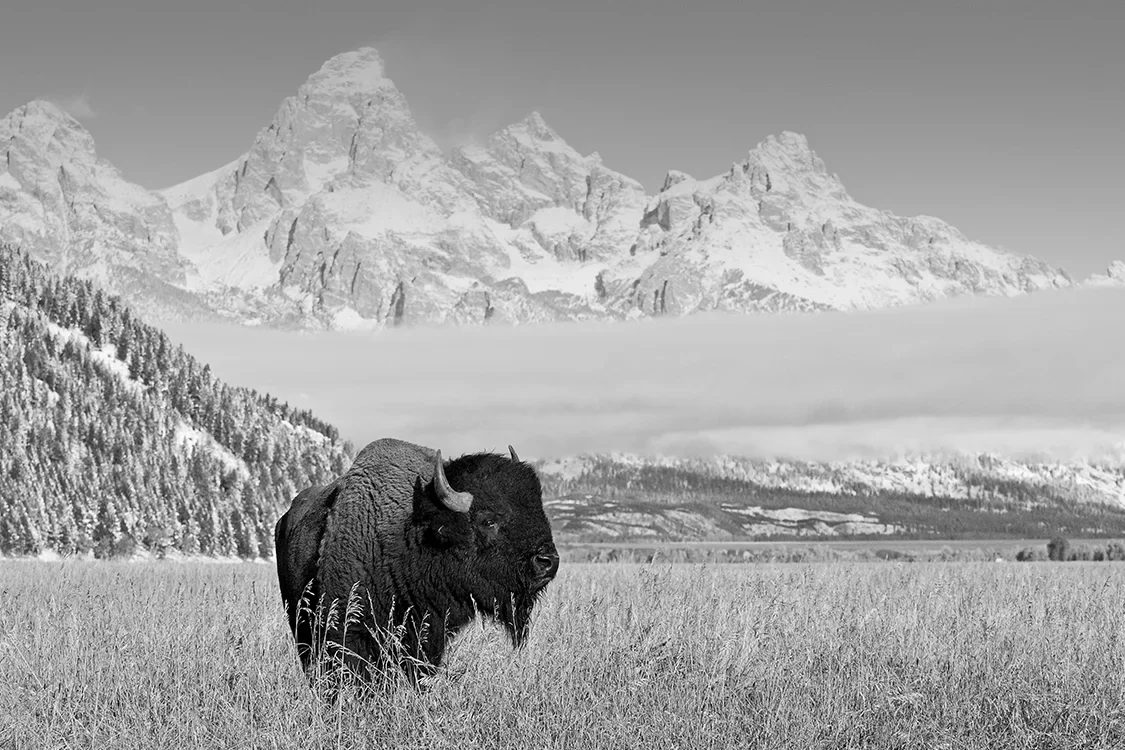 Bison in a field with snowy mountains in the background