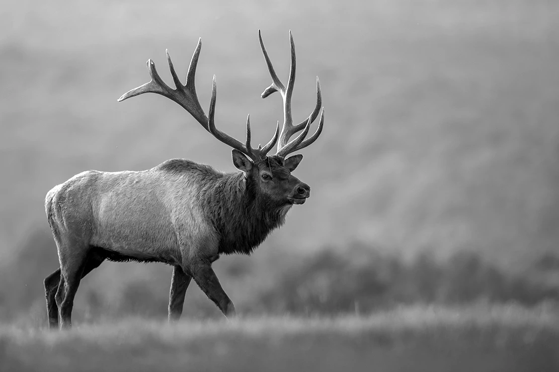 Bull Elk