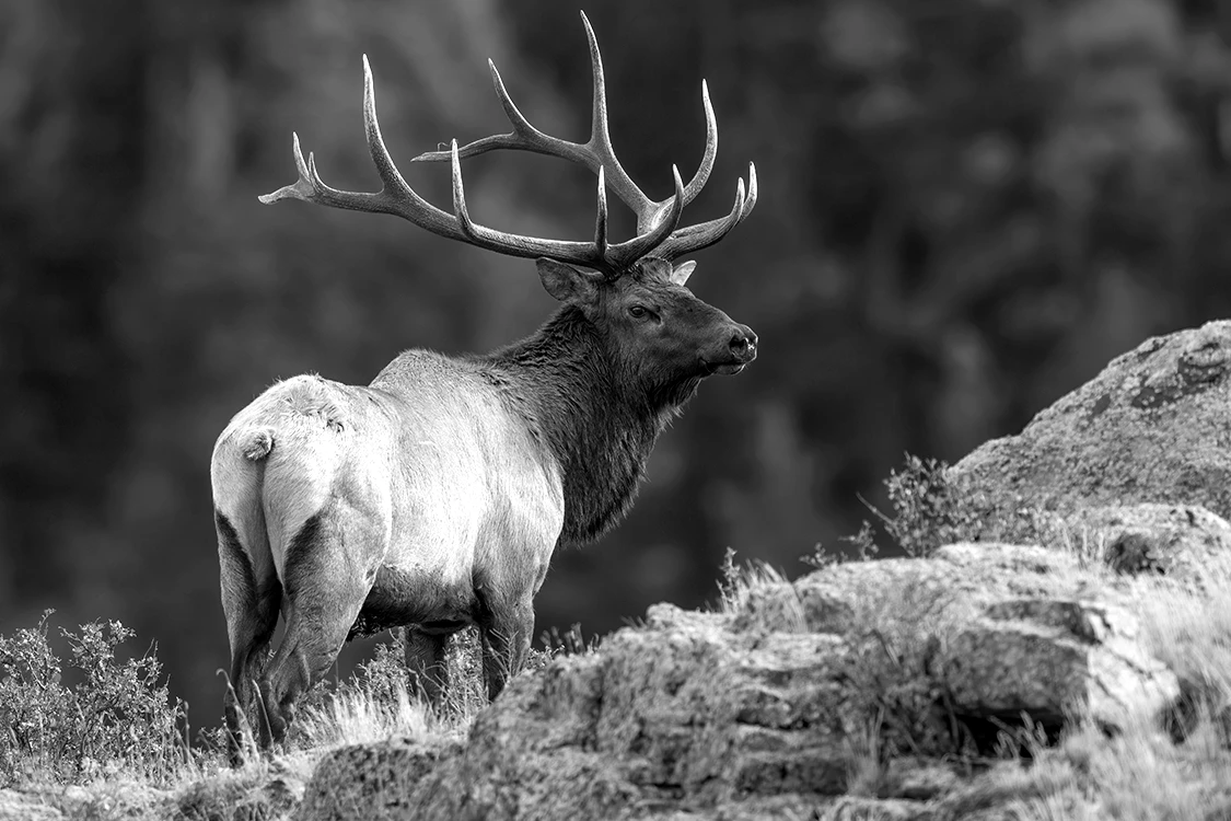 Bull elk