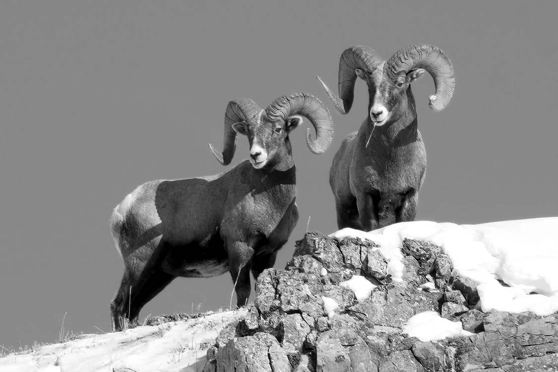 Two full curl rams standing on snowy mountain peak