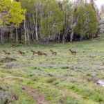 Canyon View Ranch