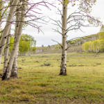 Canyon View Ranch