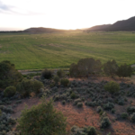 Windy Hills Ranch